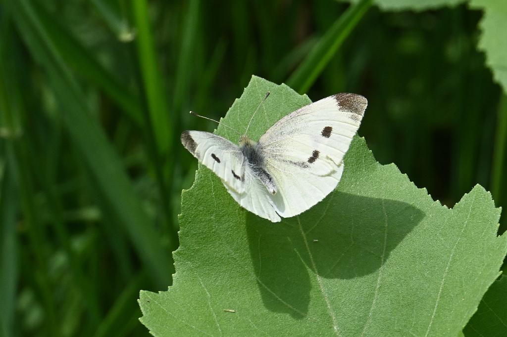 2025-07059451 River Bend Farm, MA.JPG - Cabbage White Butterfly. River Bend Farm, MA, 7-5-2025